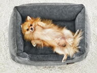Cușcă/pat pentru câine, 70x55x21 cm, gri deschis